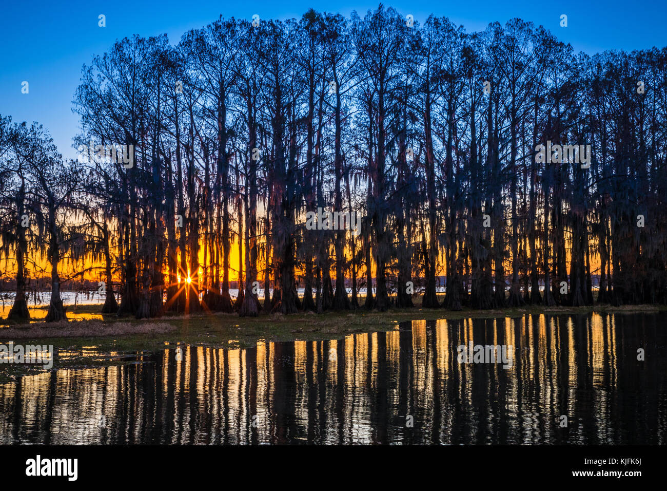 Caddo Lake est un lac et des terres humides situées sur la frontière entre le Texas et la Louisiane. Banque D'Images