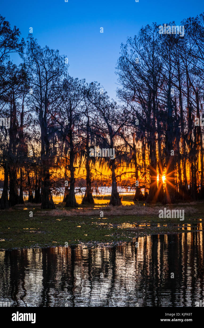 Caddo Lake est un lac et des terres humides situées sur la frontière entre le Texas et la Louisiane. Banque D'Images