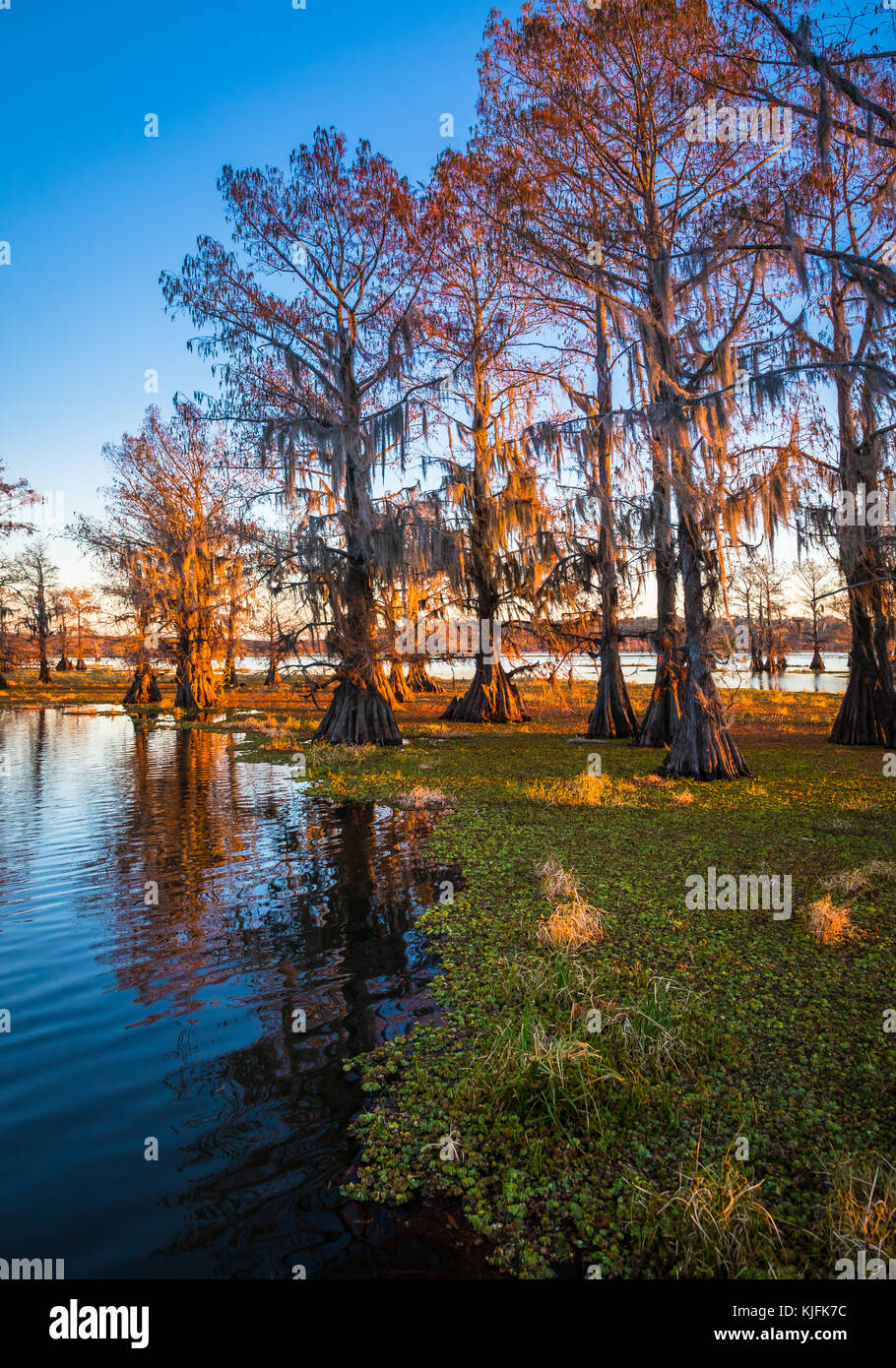 Caddo Lake est un lac et des terres humides situées sur la frontière entre le Texas et la Louisiane. Banque D'Images