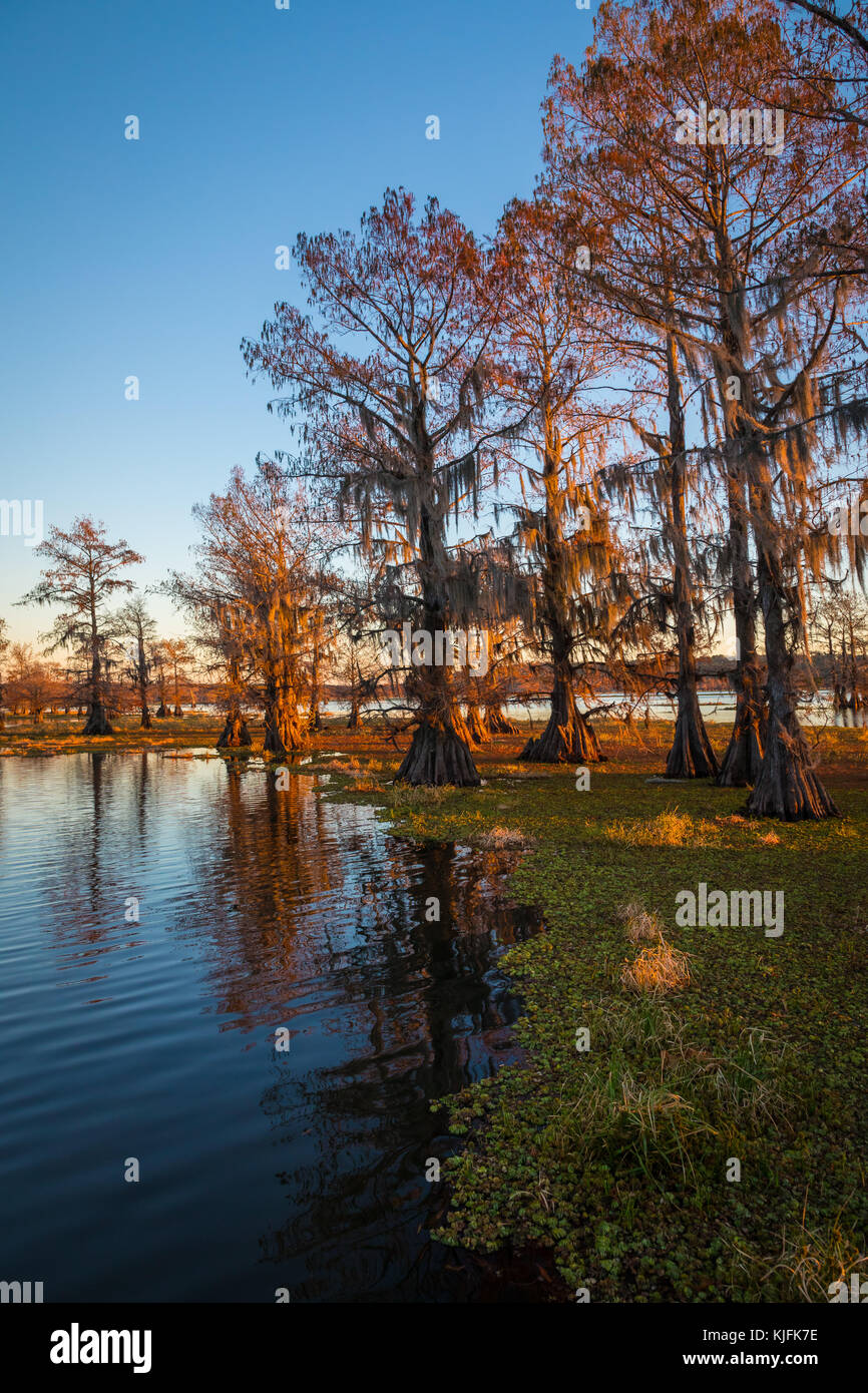 Caddo Lake est un lac et des terres humides situées sur la frontière entre le Texas et la Louisiane. Banque D'Images