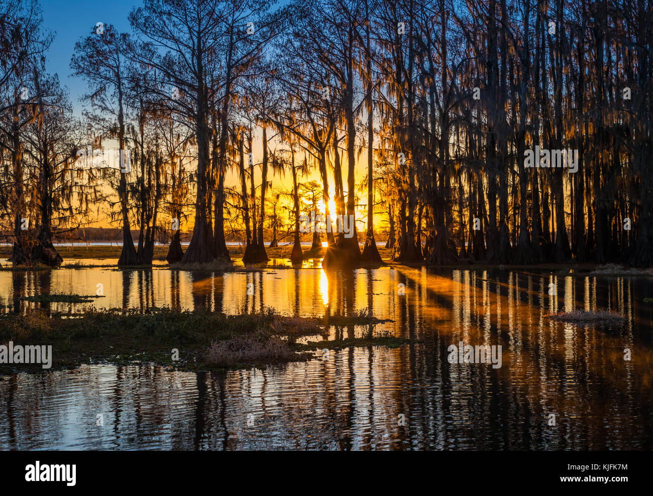 Caddo Lake est un lac et des terres humides situées sur la frontière entre le Texas et la Louisiane. Banque D'Images