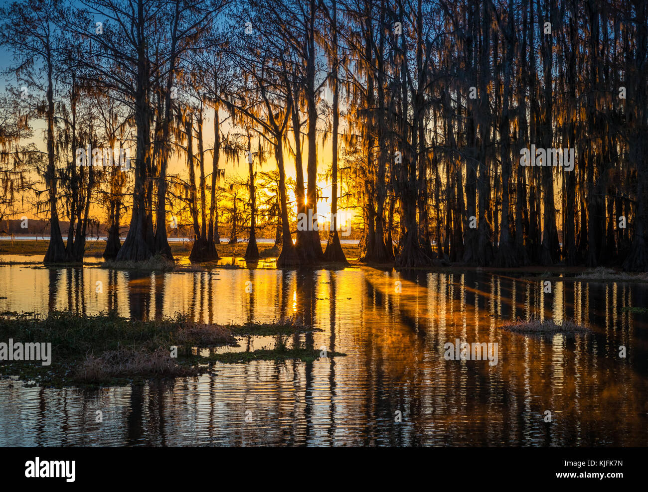 Caddo Lake est un lac et des terres humides situées sur la frontière entre le Texas et la Louisiane. Banque D'Images