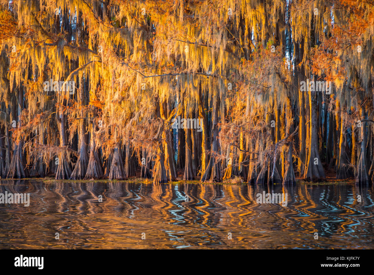 Caddo Lake est un lac et des terres humides situées sur la frontière entre le Texas et la Louisiane. Banque D'Images