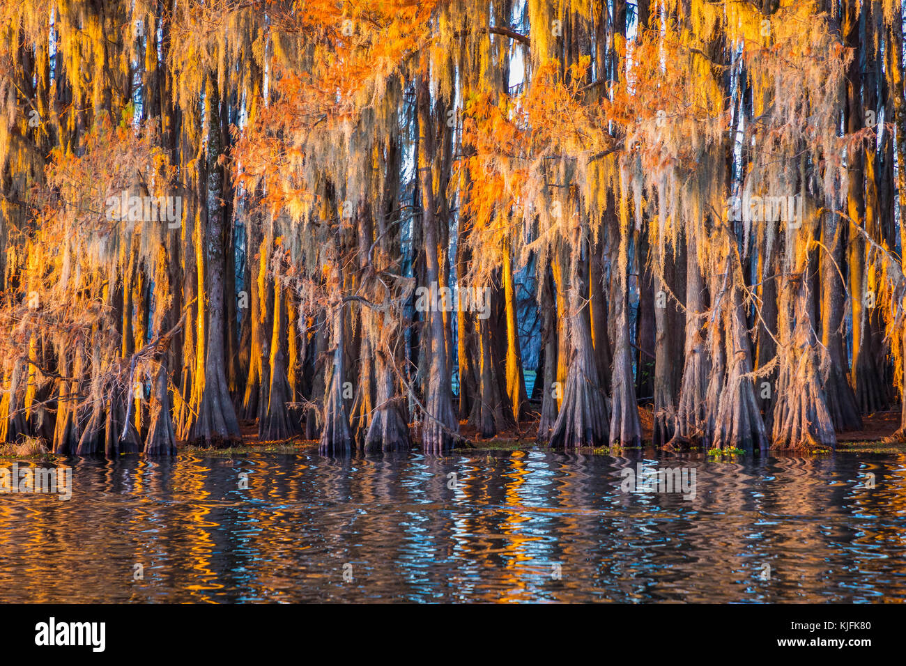 Caddo Lake est un lac et des terres humides situées sur la frontière entre le Texas et la Louisiane. Banque D'Images