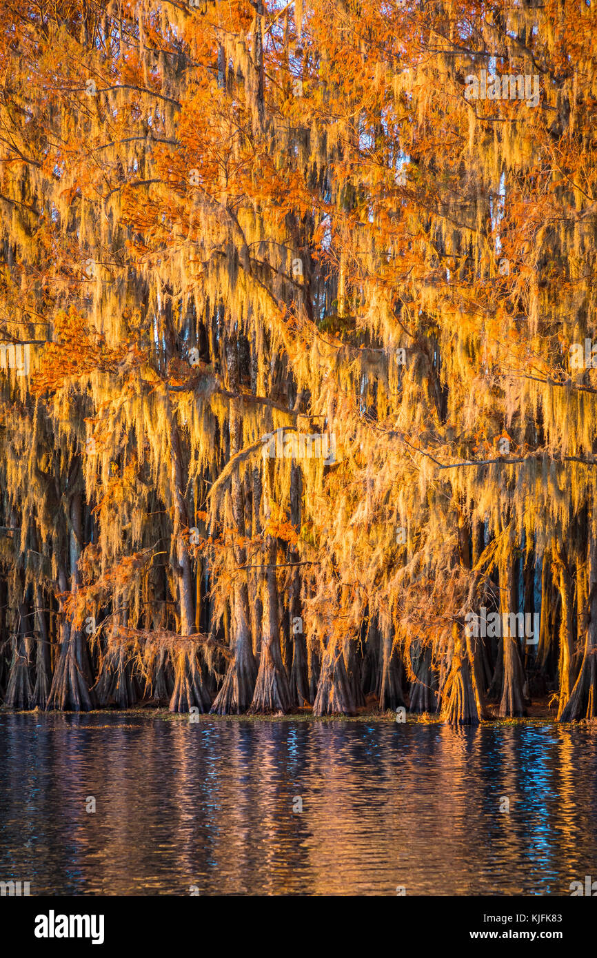 Caddo Lake est un lac et des terres humides situées sur la frontière entre le Texas et la Louisiane. Banque D'Images