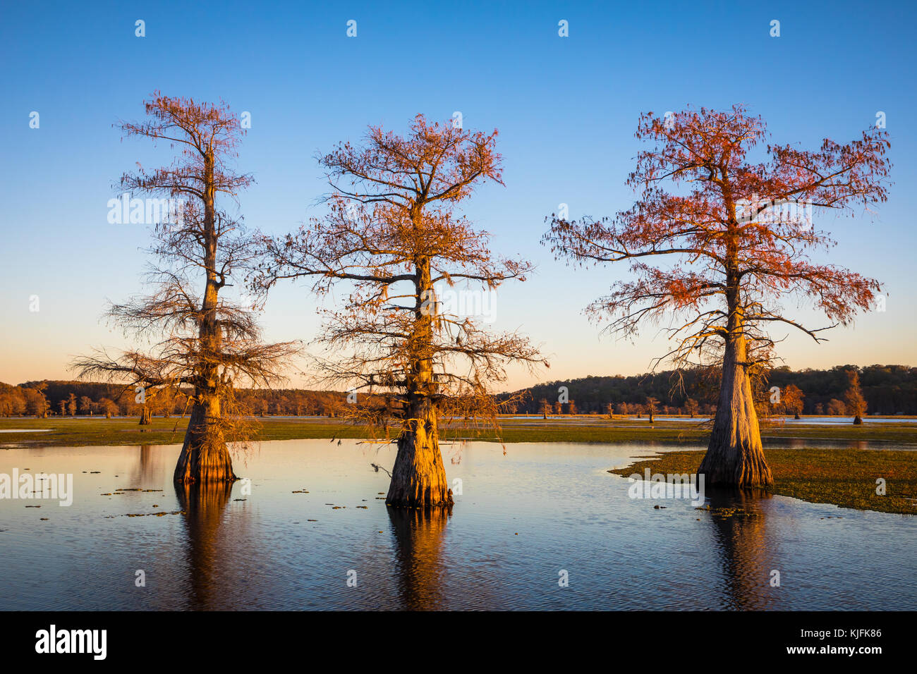 Caddo Lake est un lac et des terres humides situées sur la frontière entre le Texas et la Louisiane. Banque D'Images
