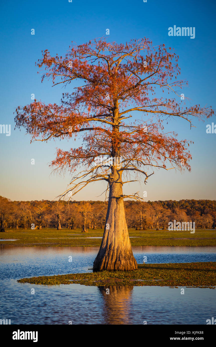 Caddo Lake est un lac et des terres humides situées sur la frontière entre le Texas et la Louisiane. Banque D'Images