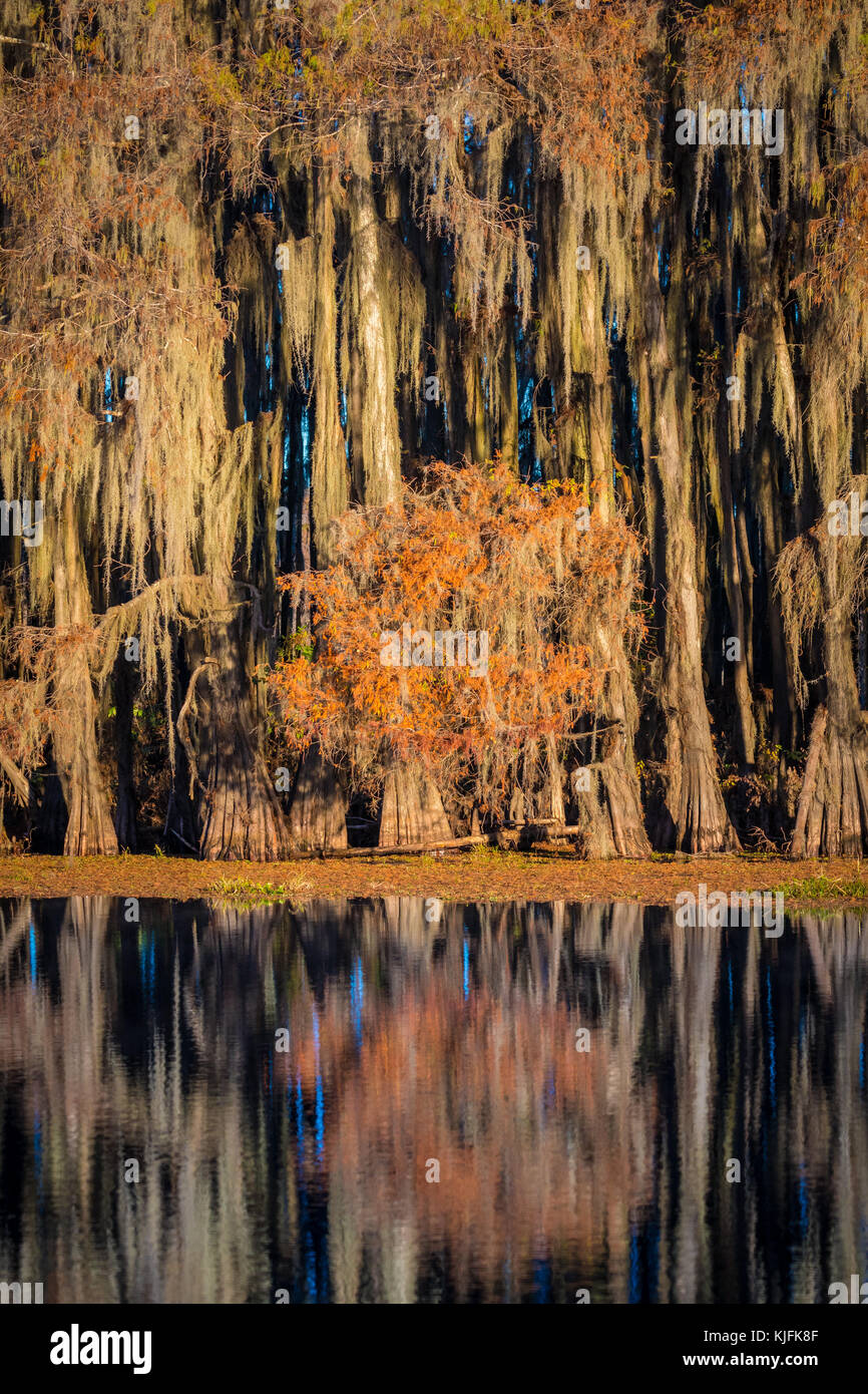 Caddo Lake est un lac et des terres humides situées sur la frontière entre le Texas et la Louisiane. Banque D'Images