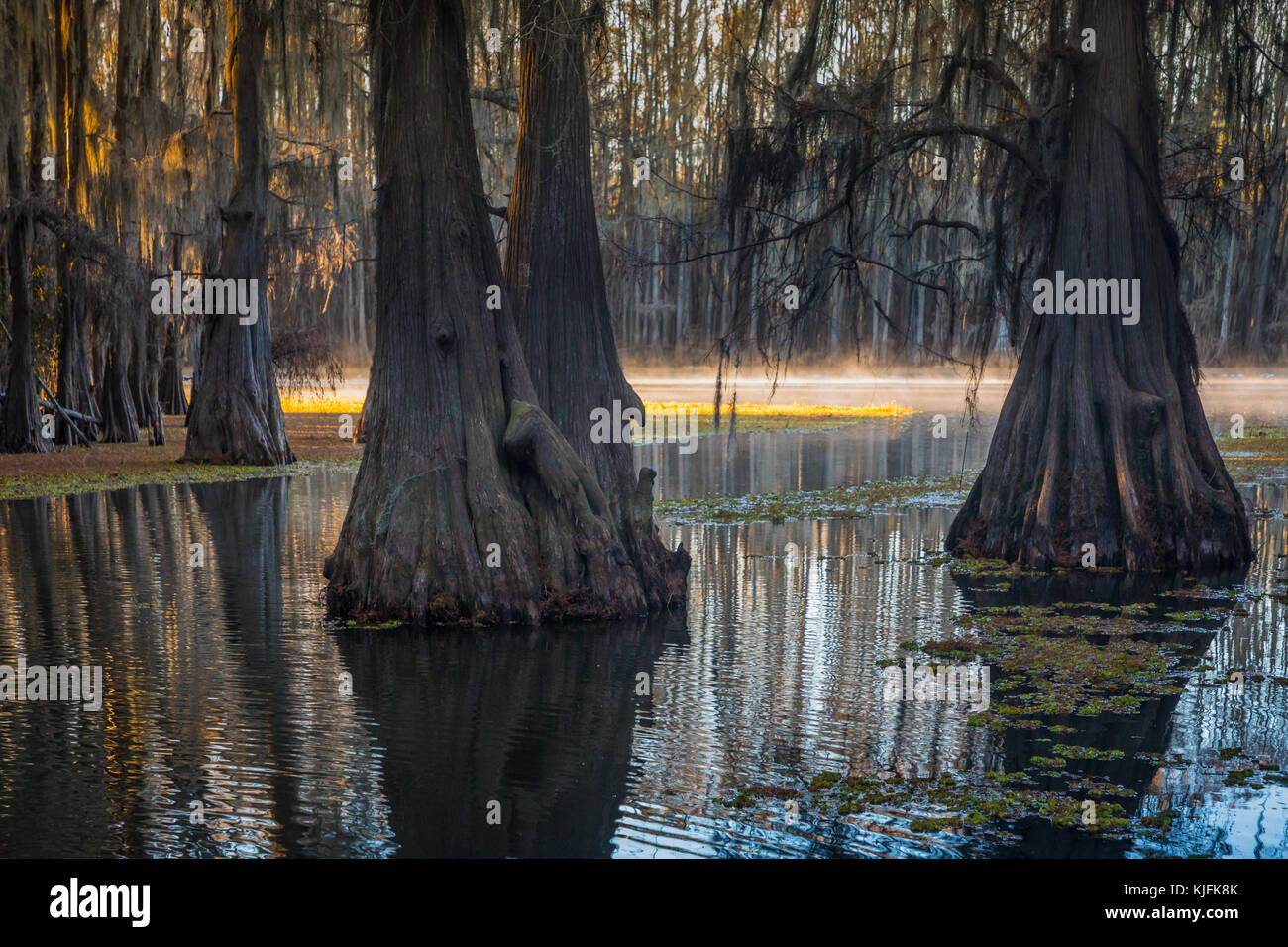 Caddo Lake est un lac et des terres humides situées sur la frontière entre le Texas et la Louisiane. Banque D'Images