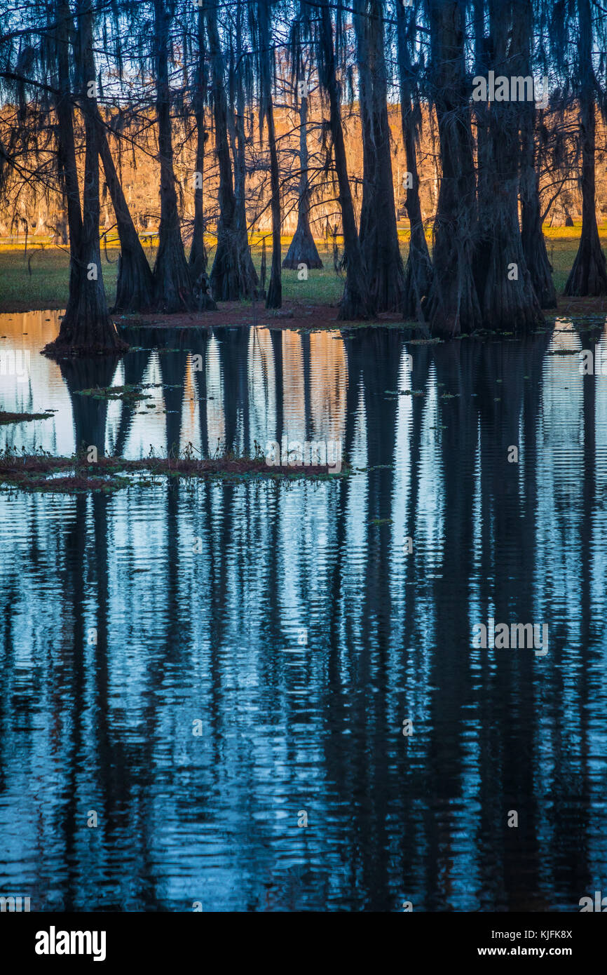 Caddo Lake est un lac et des terres humides situées sur la frontière entre le Texas et la Louisiane. Banque D'Images