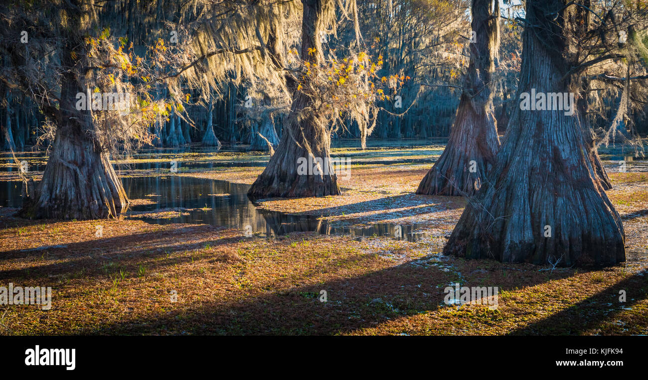 Caddo Lake est un lac et des terres humides situées sur la frontière entre le Texas et la Louisiane. Banque D'Images