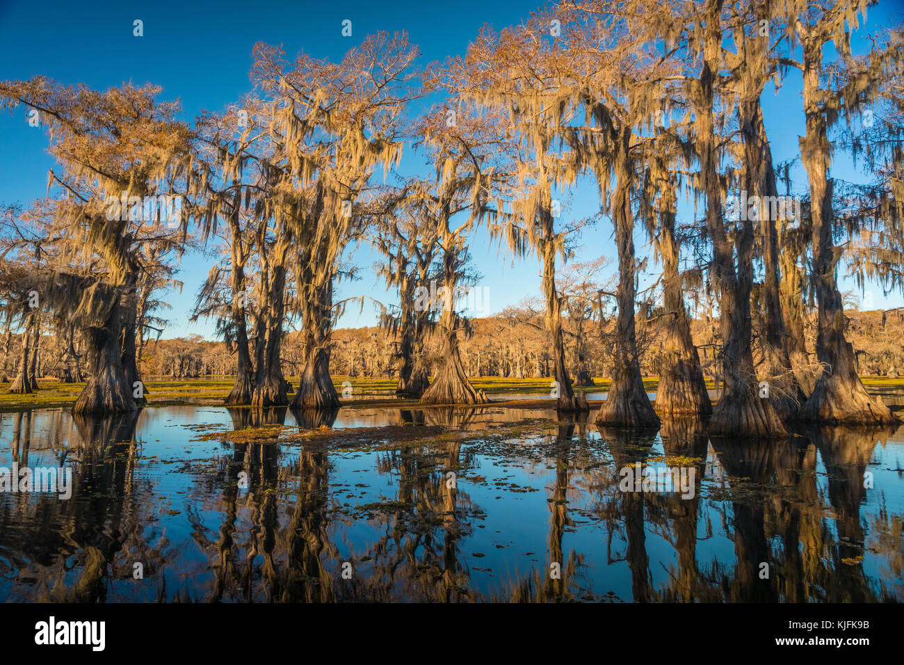 Caddo Lake est un lac et des terres humides situées sur la frontière entre le Texas et la Louisiane. Banque D'Images