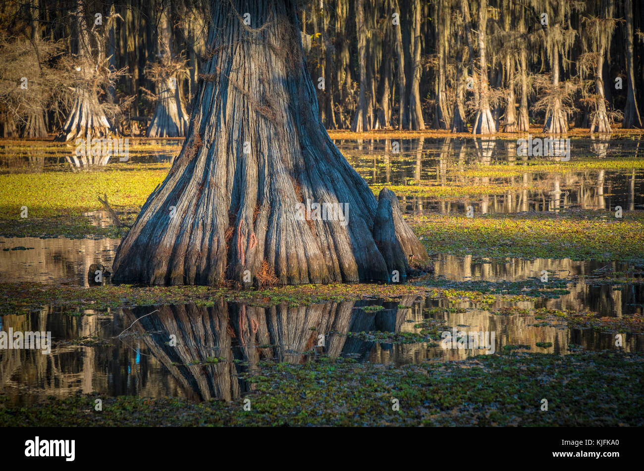 Caddo Lake est un lac et des terres humides situées sur la frontière entre le Texas et la Louisiane. Banque D'Images