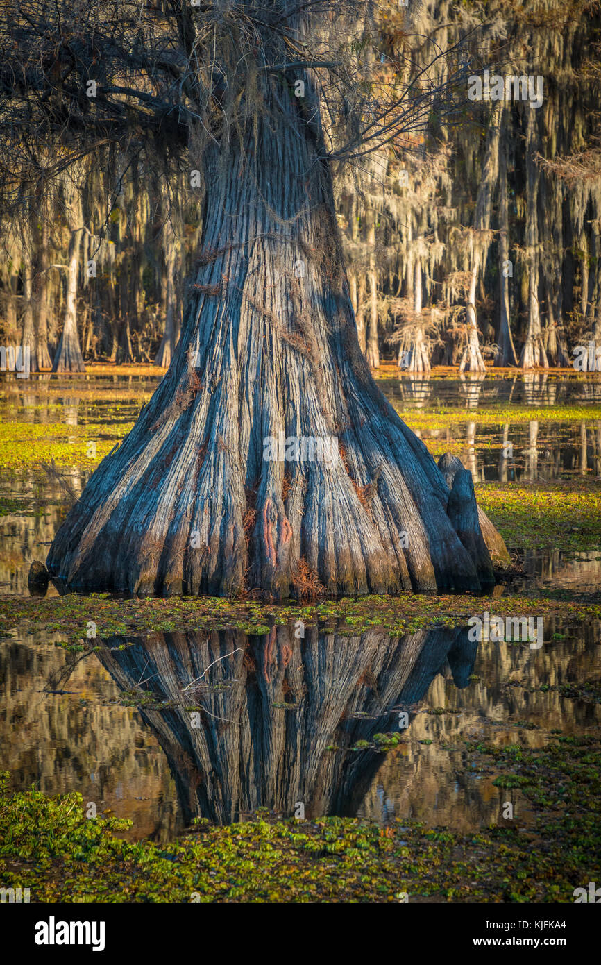 Caddo Lake est un lac et des terres humides situées sur la frontière entre le Texas et la Louisiane. Banque D'Images