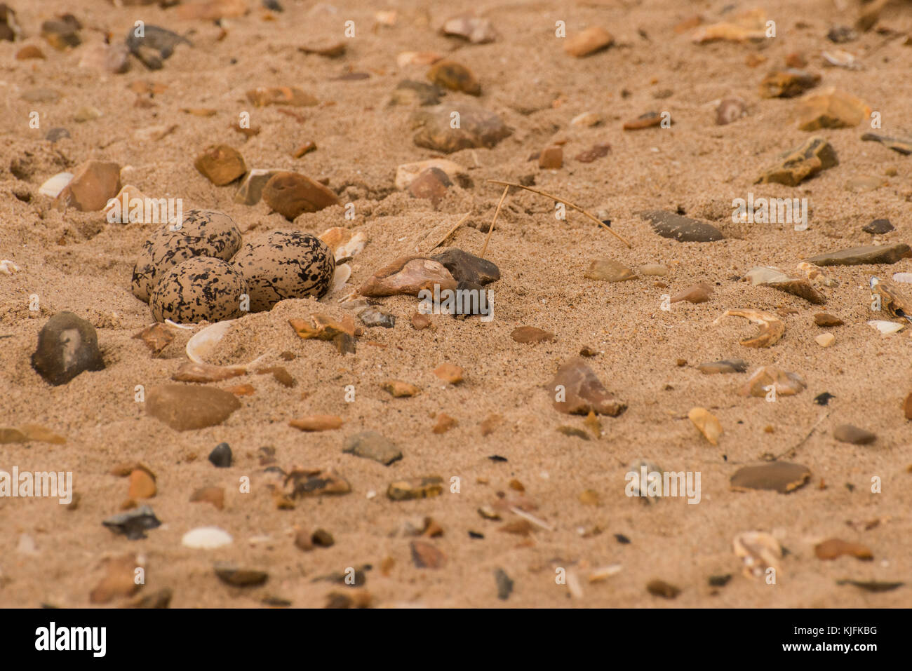 Le nid d'un Huîtrier pie est bien camouflée dans le sable entre des morceaux de rock et de coquillages. Cependant, les oeufs sont toujours vulnérables aux perturbations. Banque D'Images