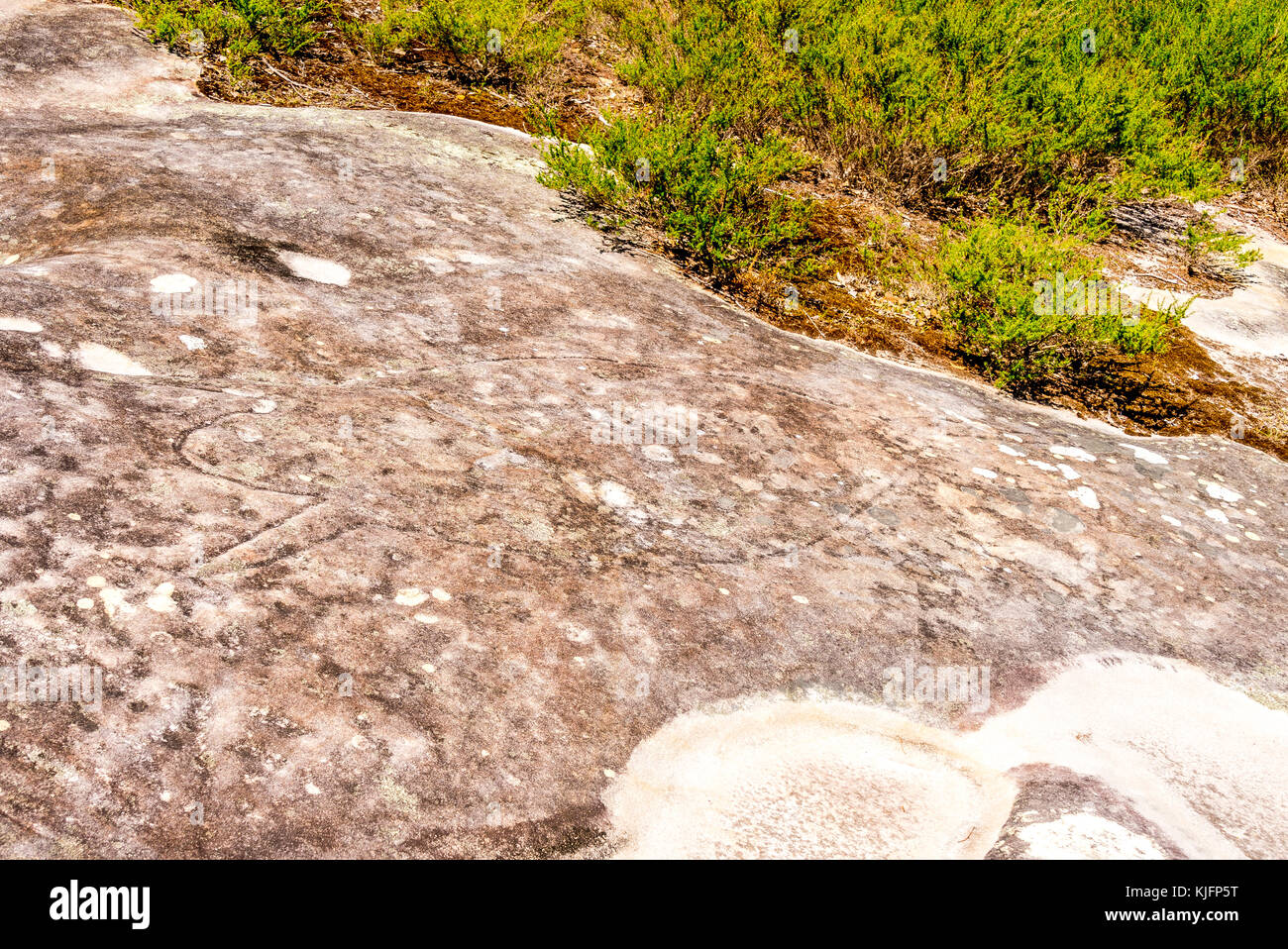 Jibbon Gravures, Royal National Park, New South Wales, Australia Banque D'Images