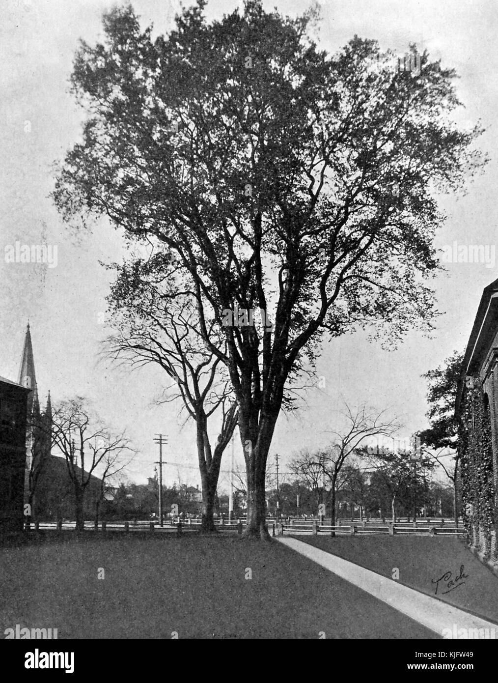 Photographie de l'arbre de jour de classe à l'université Harvard, l'arbre était un orme américain que les hommes de la classe finissants monteraient le jour de classe afin de récupérer des fleurs liées à ses branches, L'arbre a finalement été perdu à cause d'une infestation d'insectes qui a attaqué les ormes de Harvard Yard, Cambridge, Massachusetts, Boston, Massachusetts, 1913. Banque D'Images