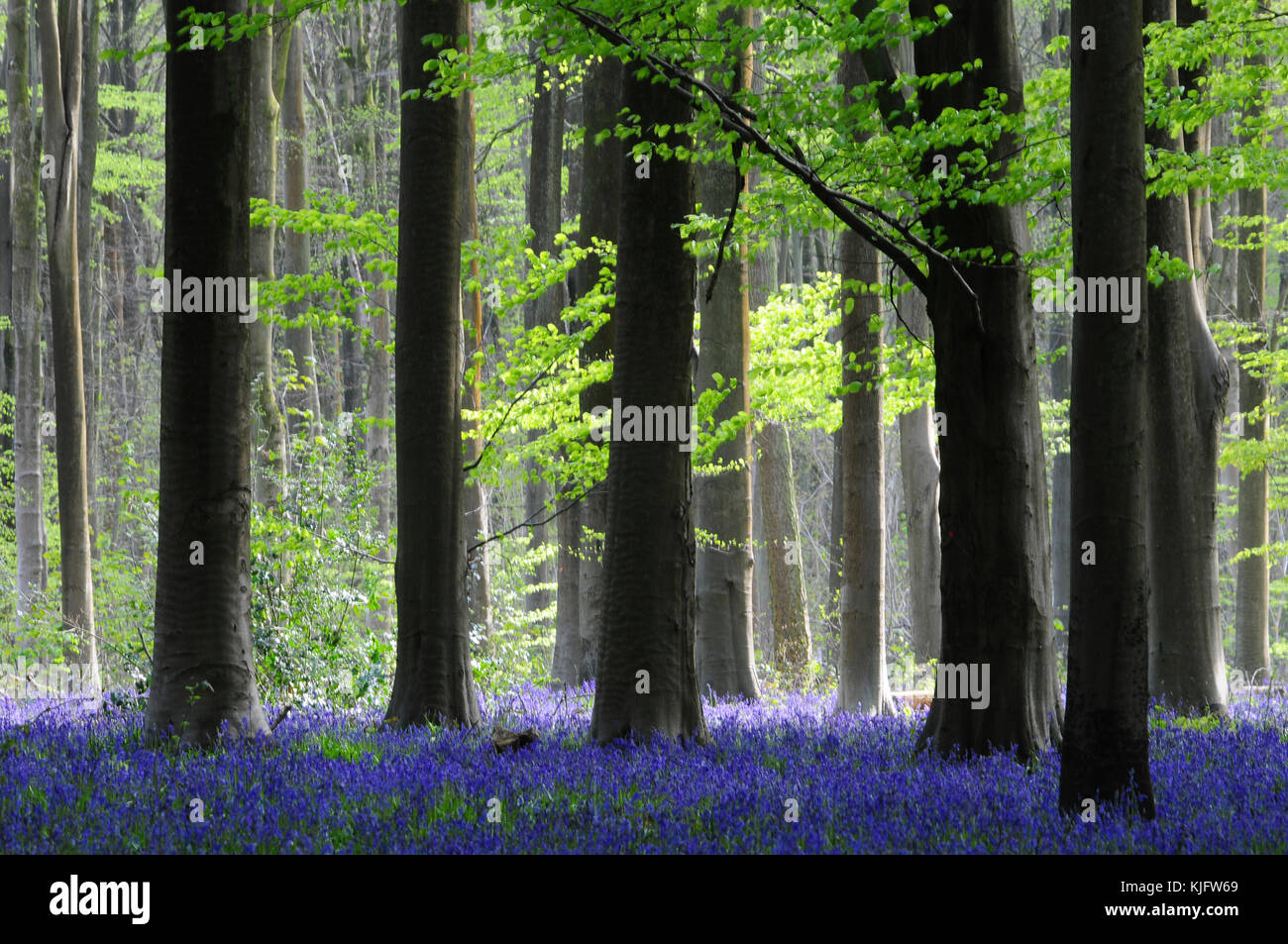 Hêtres et de jacinthes des bois de l'Ouest, Wiltshire, Royaume-Uni peut Banque D'Images