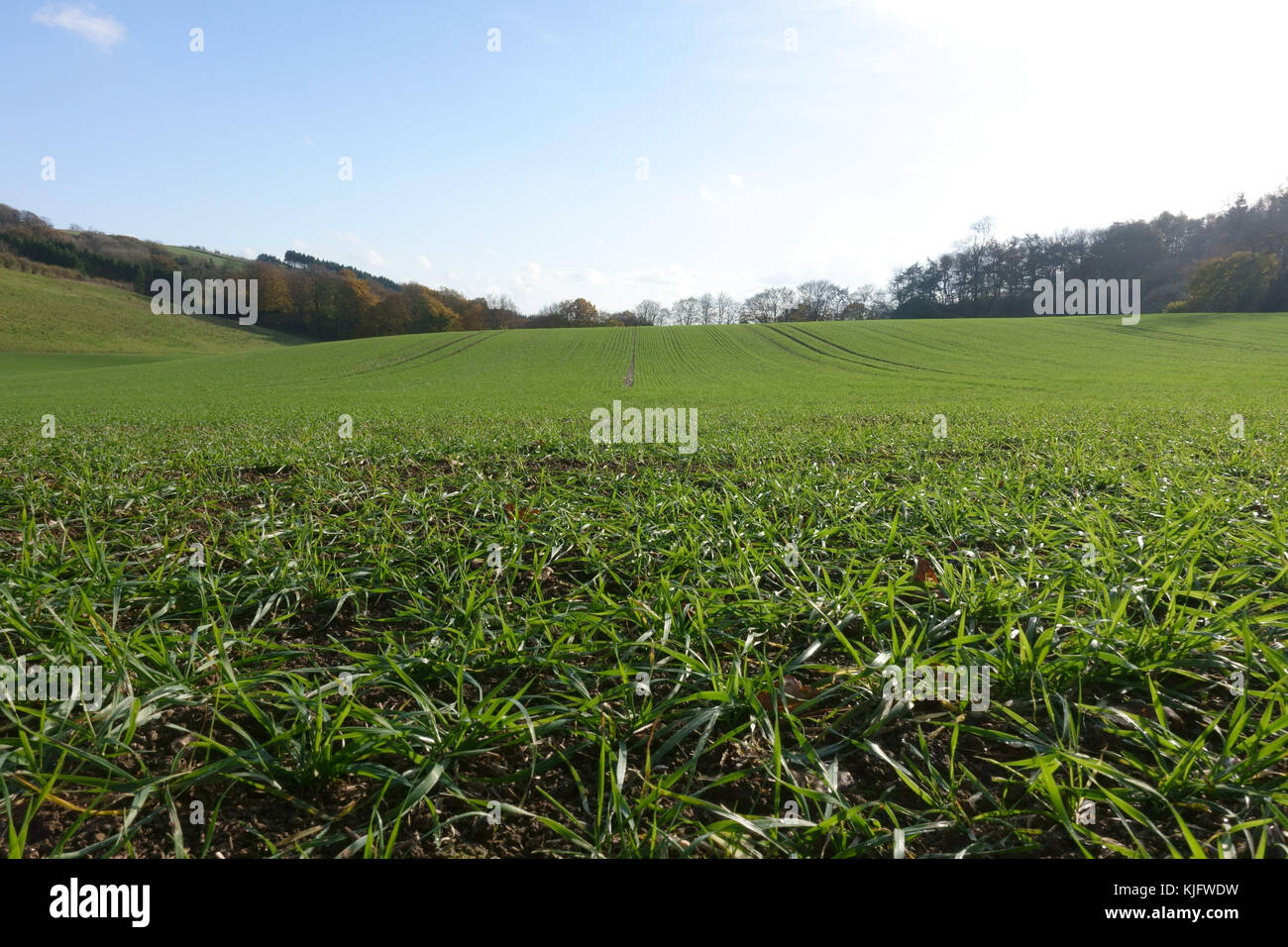 Vue au niveau du sol de lignes de jeunes plants de blé de tallage en automne, Berkshire, novembre Banque D'Images