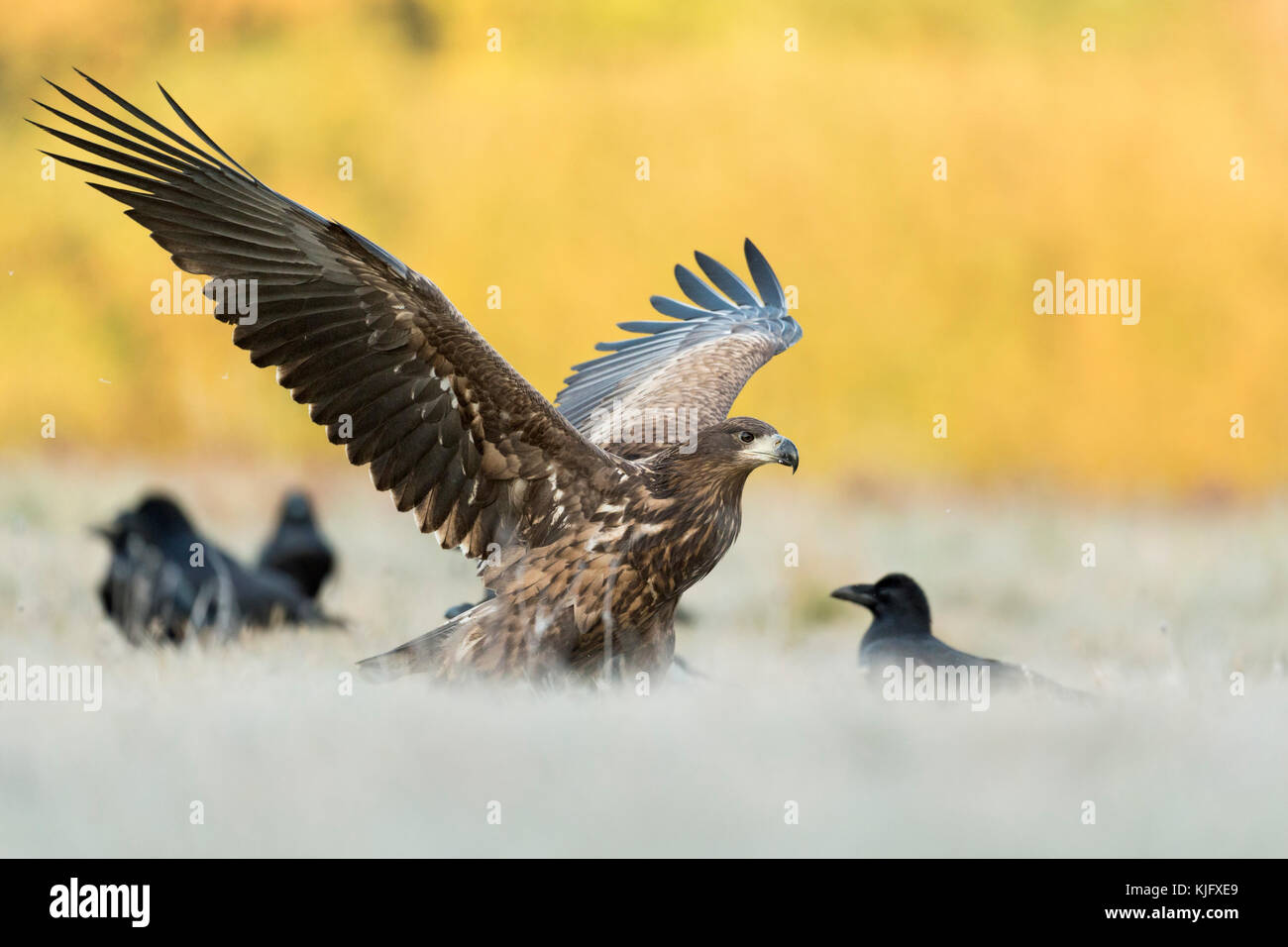 Aigle à queue blanche / aigle de mer ( Haliaeetus albicilla ) jeune adolescent débarquant à côté de quelques Corbeau commun sur un pré gelé, faune, Europe. Banque D'Images