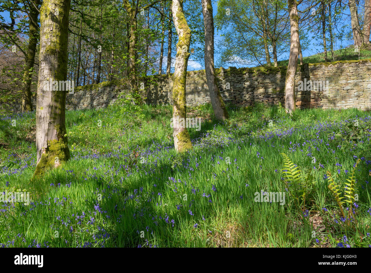 L'herbe fraîche et de jacinthes des bois, réserve naturelle d'hirondelles hollingworth, Derbyshire, Angleterre. une belle journée de printemps. Banque D'Images