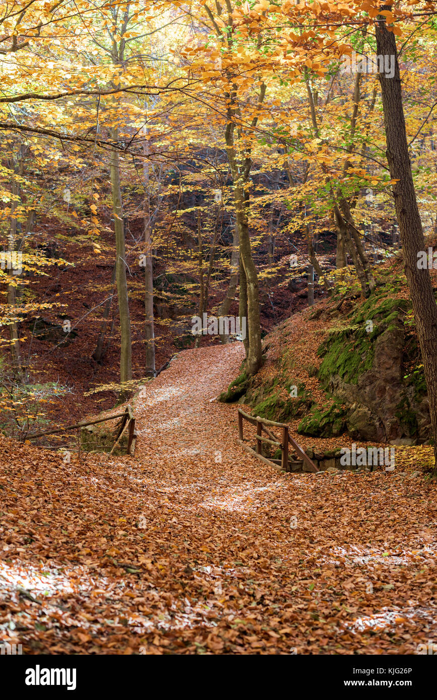 Petit chemin avec bridge in autumn park Banque D'Images