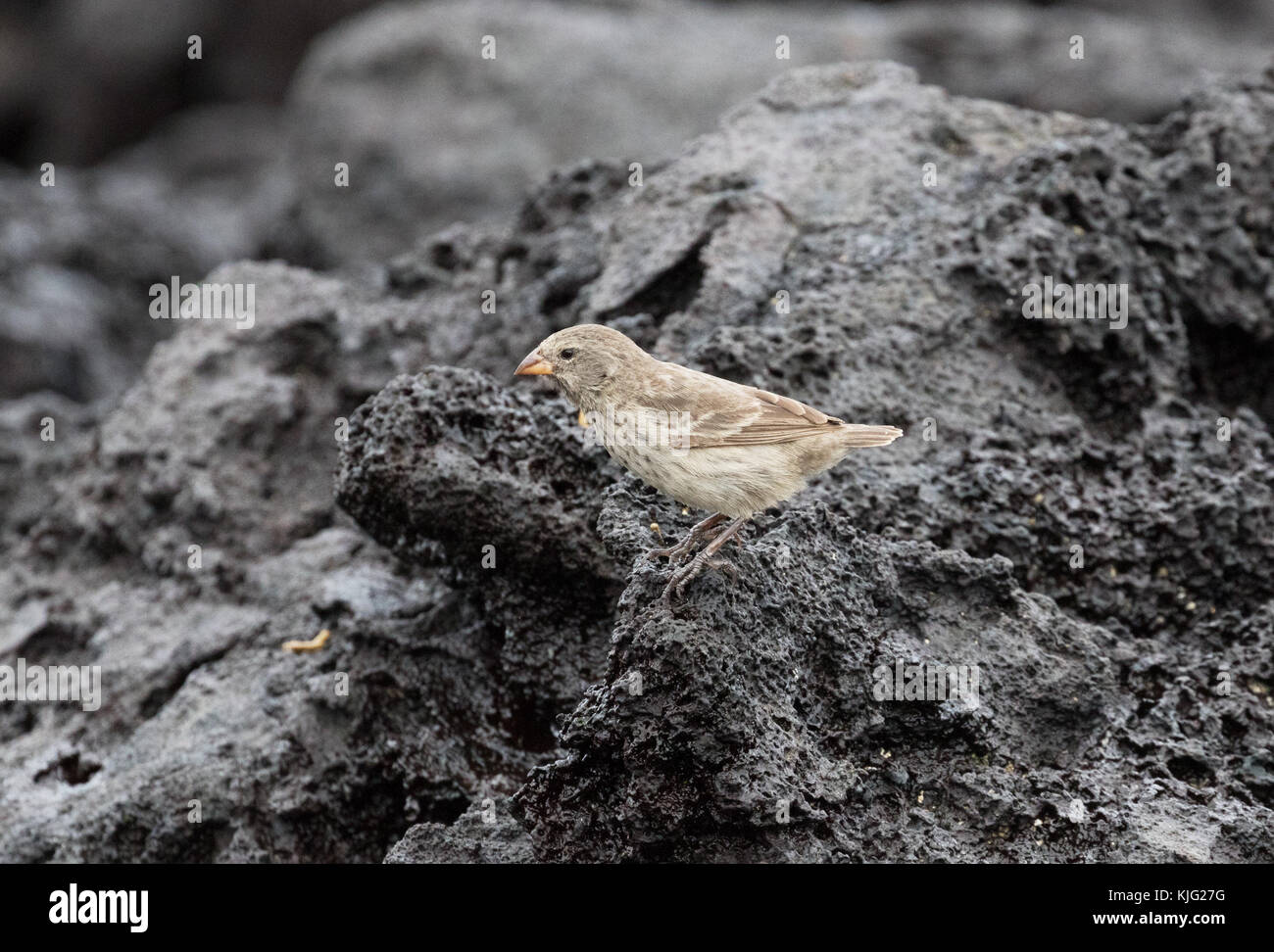 Darwins Finches - une petite ferme, ( Geospiza fuliginosa ), sur la roche de lave, l'île d'Espanola, les îles Galapagos Banque D'Images
