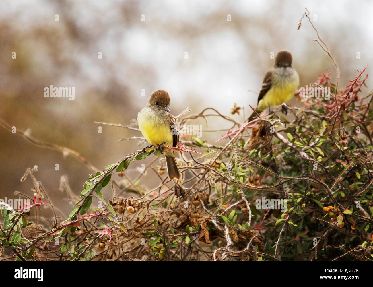 Galapagos Flycatcher ( Myiarchus magirostris ), ou grand flycatcher à bec - une paire d'oiseaux sur l'île Floreana, îles Galapagos Banque D'Images