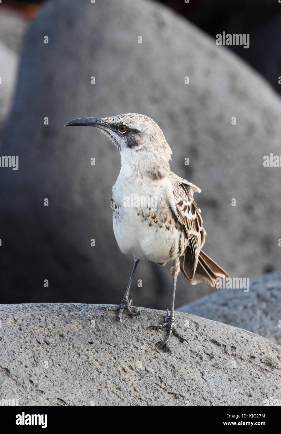 L'Espanola Mockingbird, ou Hood Mockingbird, ( Mimus macdonaldi ), Punta Suarez, l'île d'Espanola, les îles Galapagos Banque D'Images
