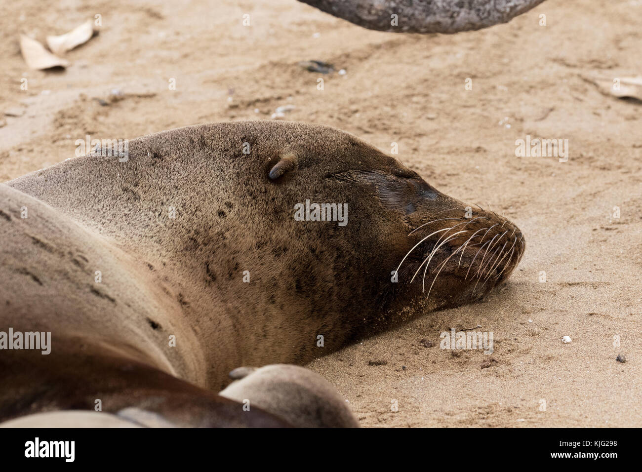 Lion de mer Galapagos (Zalophus wollebaeki), femelle adulte, gros plan de la tête pour montrer les oreilles ; l'Île Floreana, Galapagos Islands Banque D'Images