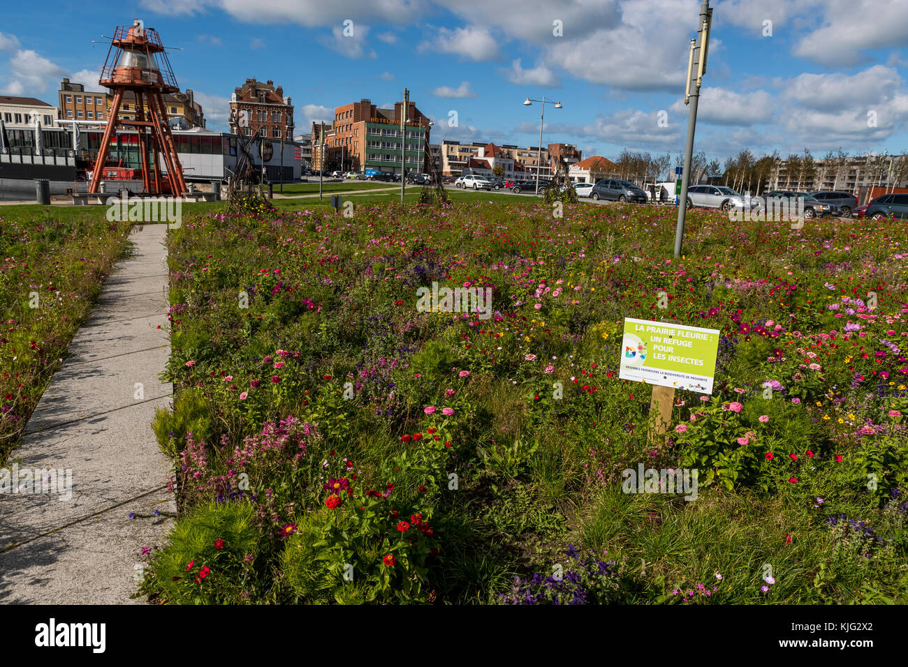 Lits plantés de fleurs municipales avec un mélange de fleurs des pollinisateurs pour aider la faune et semblent grands. Place du Minck, Dunkerque, France Banque D'Images