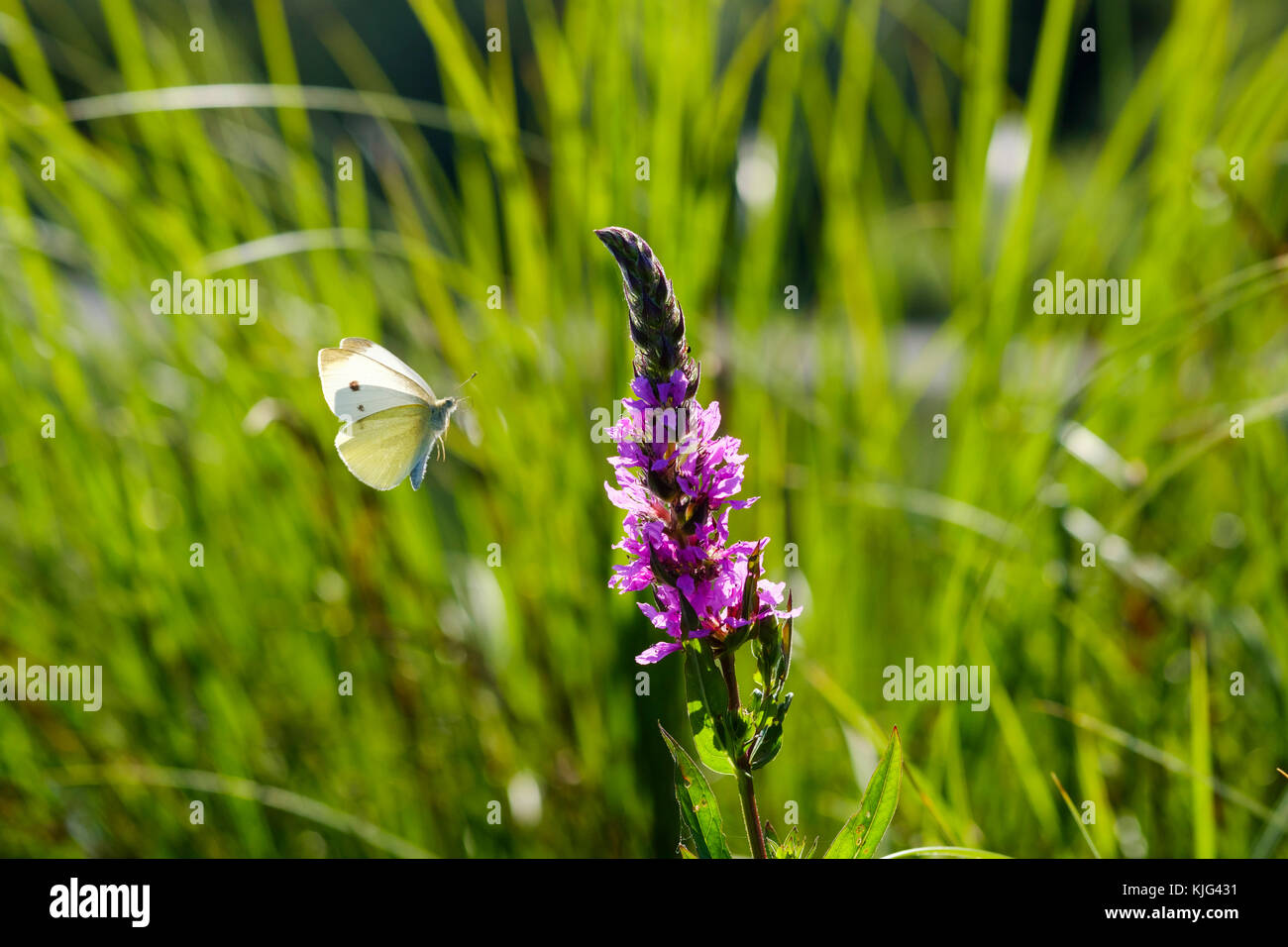 Gewöhnlicher Blutweiderich (Lythrum salicaria), fliegender Kleiner Kohlweißling (Pieris rapae), Bayern, Deutschland Banque D'Images