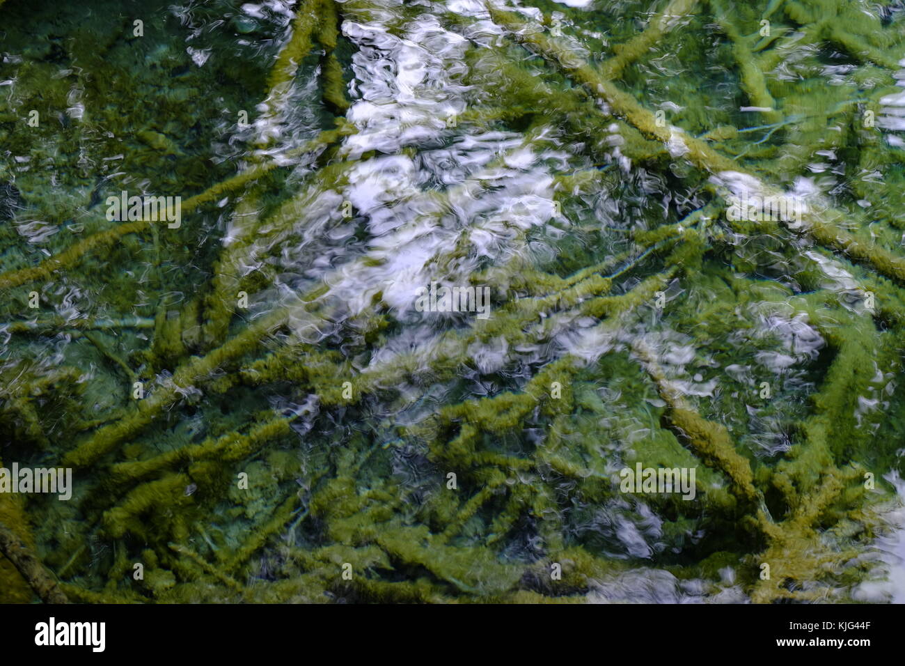 Les arbres immergés dans la vallée de Jiuzhaigou Banque D'Images