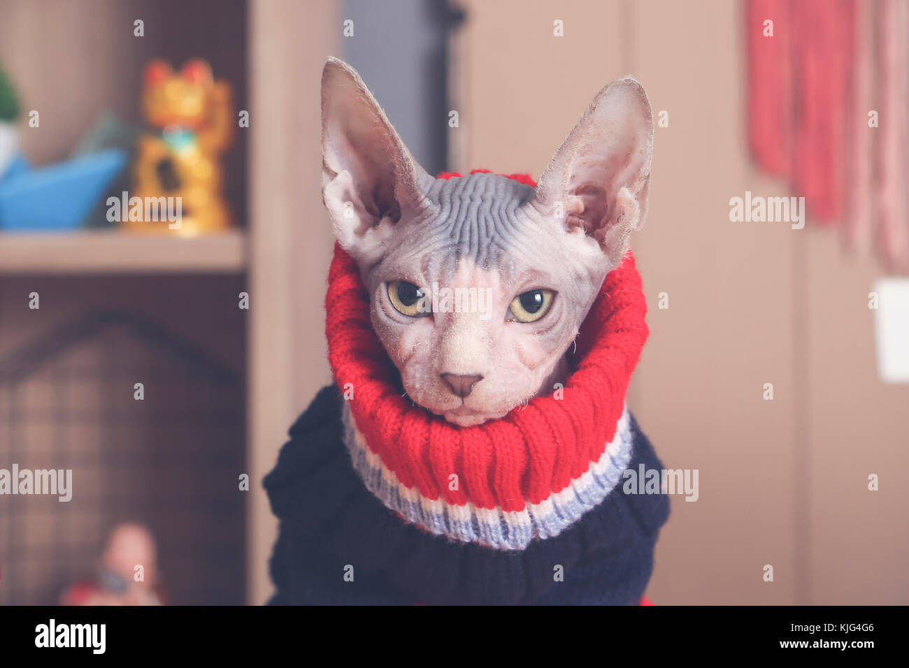 Portrait De Chat Sphynx Port Pull Photo Stock Alamy