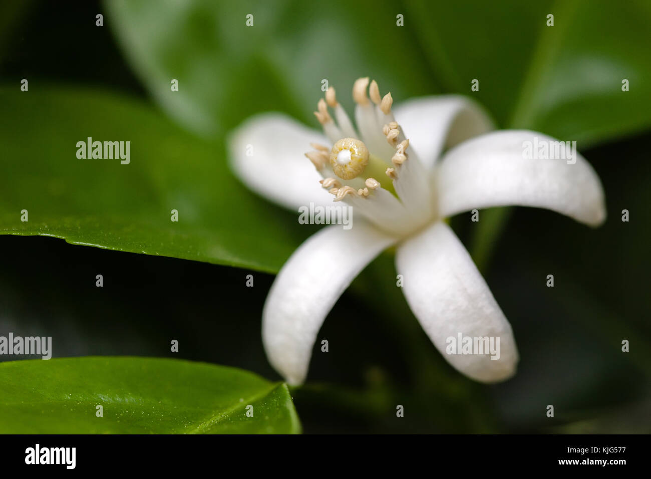 Blanc orange blossom entre les feuilles. extreme close up anatomie macro fleur profondeur de champ libre blanc arbre fleurs ORANGER Citrus sinensis Banque D'Images