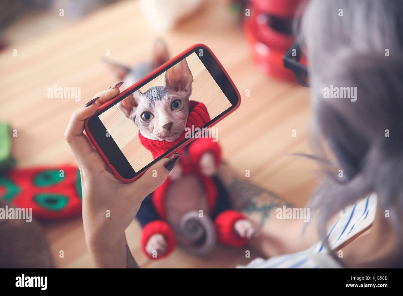 Woman taking cell phone photo de chat Sphynx port pull Banque D'Images