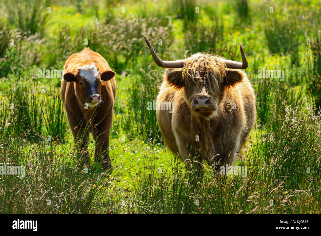 Vache et son veau highland près du bord de l'eau à la ferme van rspb réserve naturelle sur le Loch Leven, Perth et Kinross, Scotland Banque D'Images