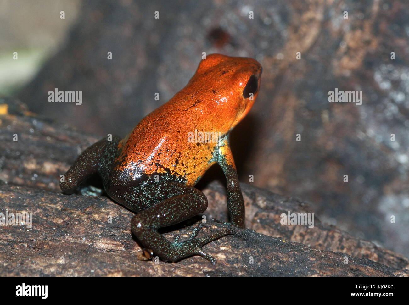 Fraise d'Amérique centrale (poison dart frog) (Oophaga pumilio, dendrobates pumilio) - sous-espèces Almirante, rouge et bleu Banque D'Images