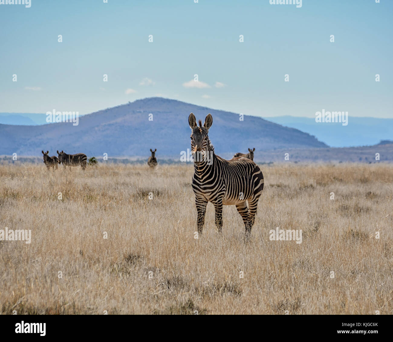 Un zèbre de montagne du cap, dans le sud de la savane africaine Banque D'Images