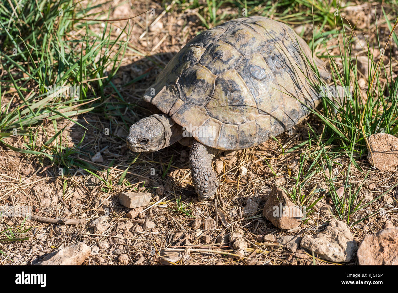 Tortue des Balkans : Tout savoir sur elle ! - Blog