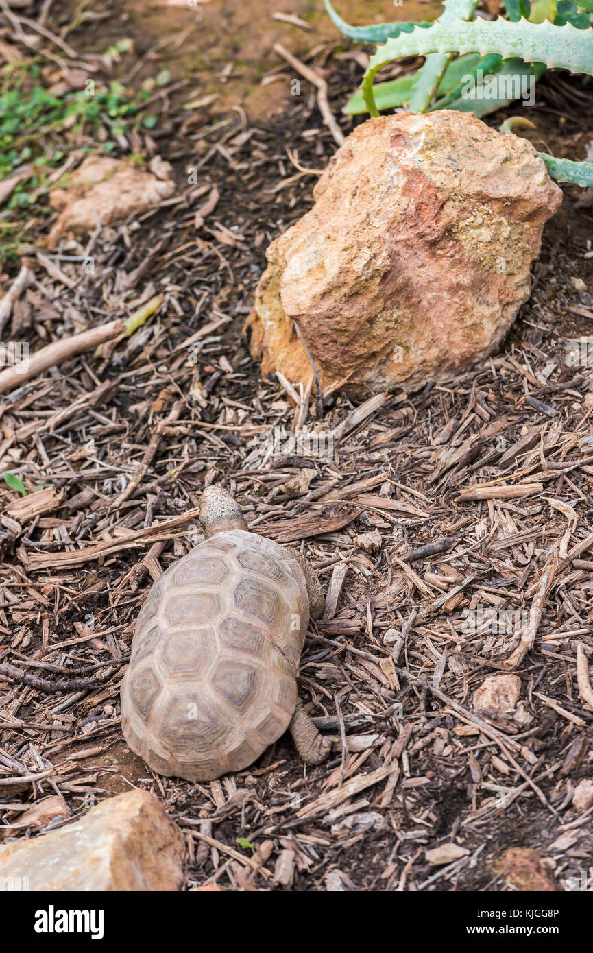 Tortue terrestre kinixys de Bell , Carnoules Var France Banque D'Images