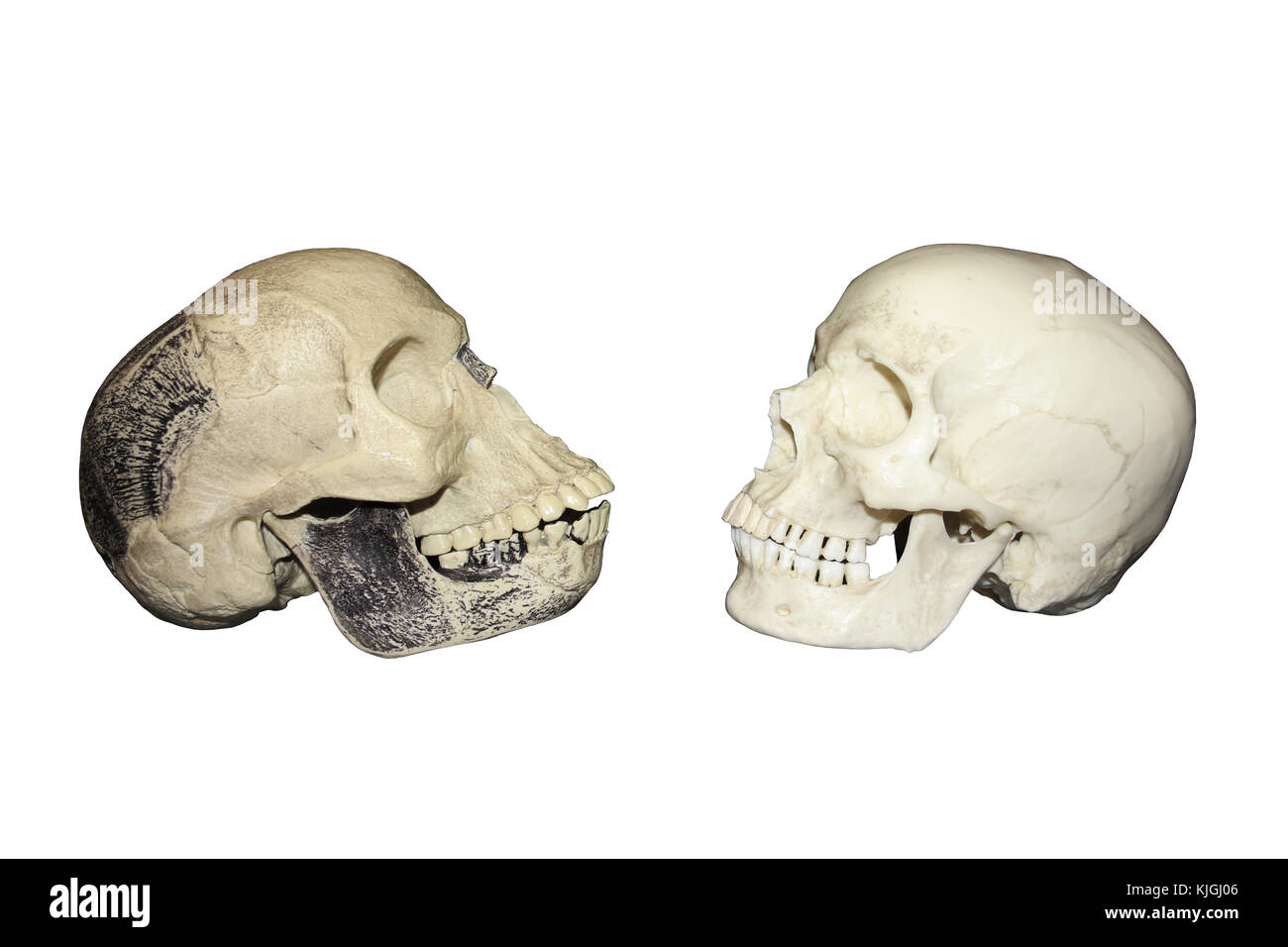 Homme de Piltdown comparaison vs Vue latérale du crâne de l'homme moderne Banque D'Images