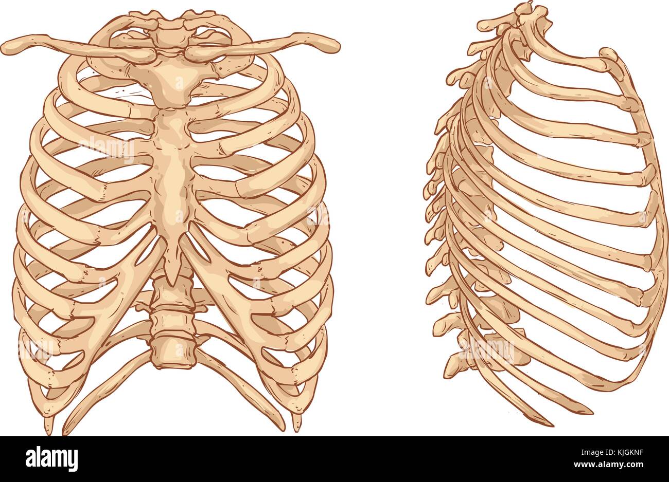 Fond blanc vector illustration d'une cage thoracique illustration Illustration de Vecteur