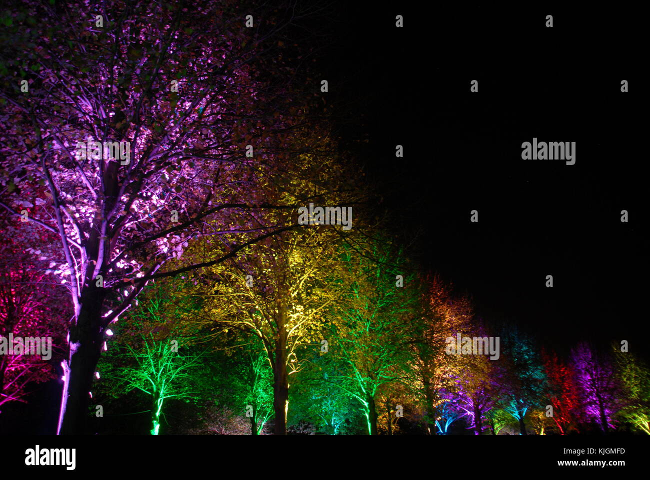 Arbres illuminés colorés magiques la nuit (violet, jaune, vert, rouge, turquoise) Banque D'Images