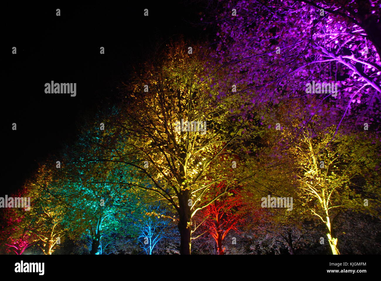 Arbres illuminés colorés magiques la nuit (violet, jaune, rouge, turquoise, bleu) Banque D'Images