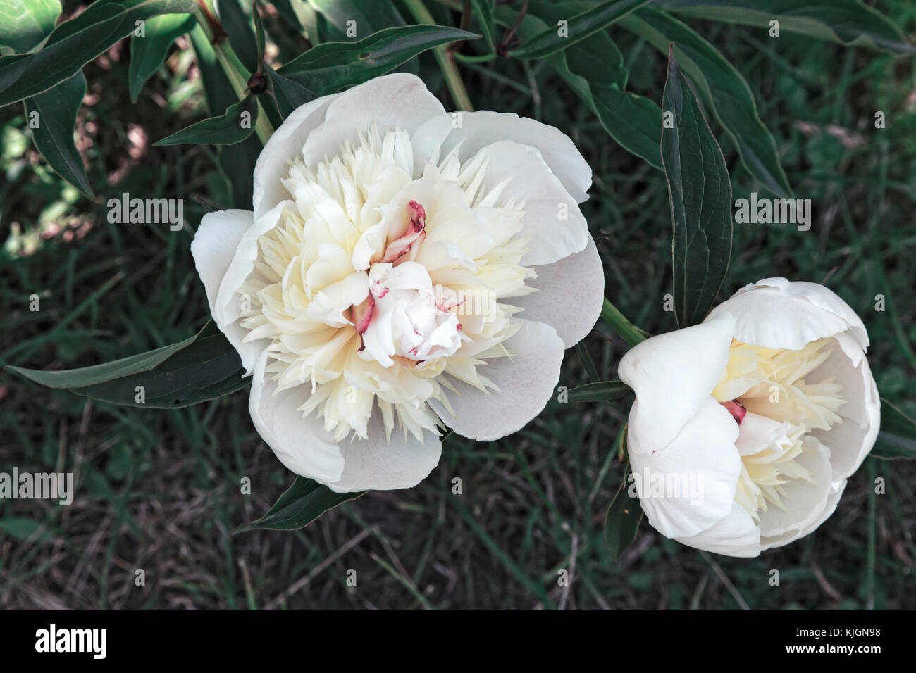 La belle grande pivoine blanche foisonnent dans un jardin parmi les feuilles vertes, est photographié par un close up. Banque D'Images