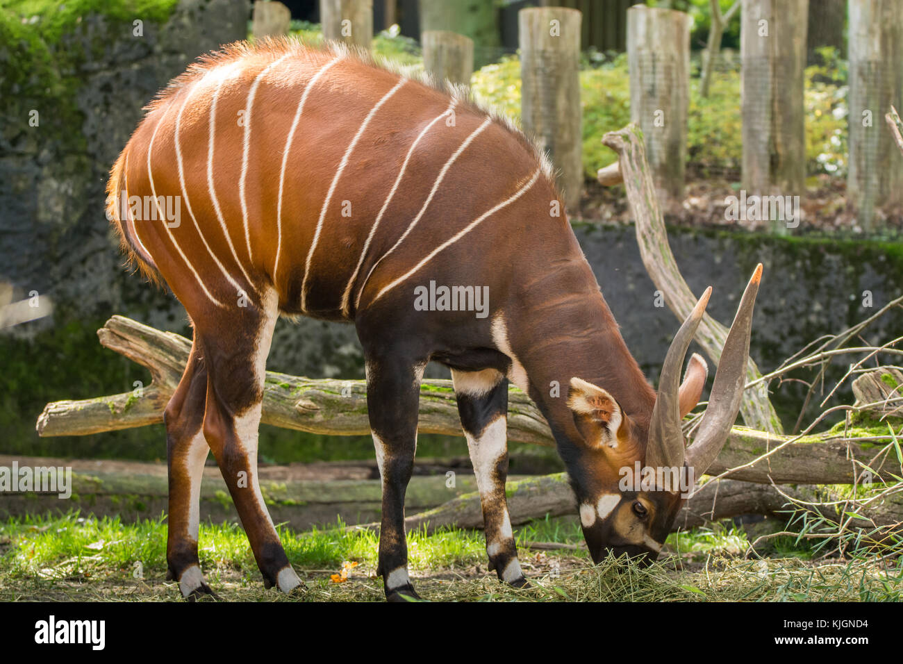 Bel animal - grande antilope bongo est extrêmement rare, ne laissant que des animaux au Kenya. Banque D'Images