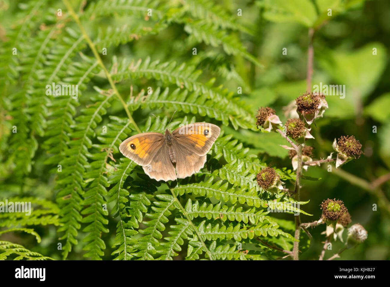 Grand papillon hespérie Ochlodes venata sur feuilles de consoude Banque D'Images
