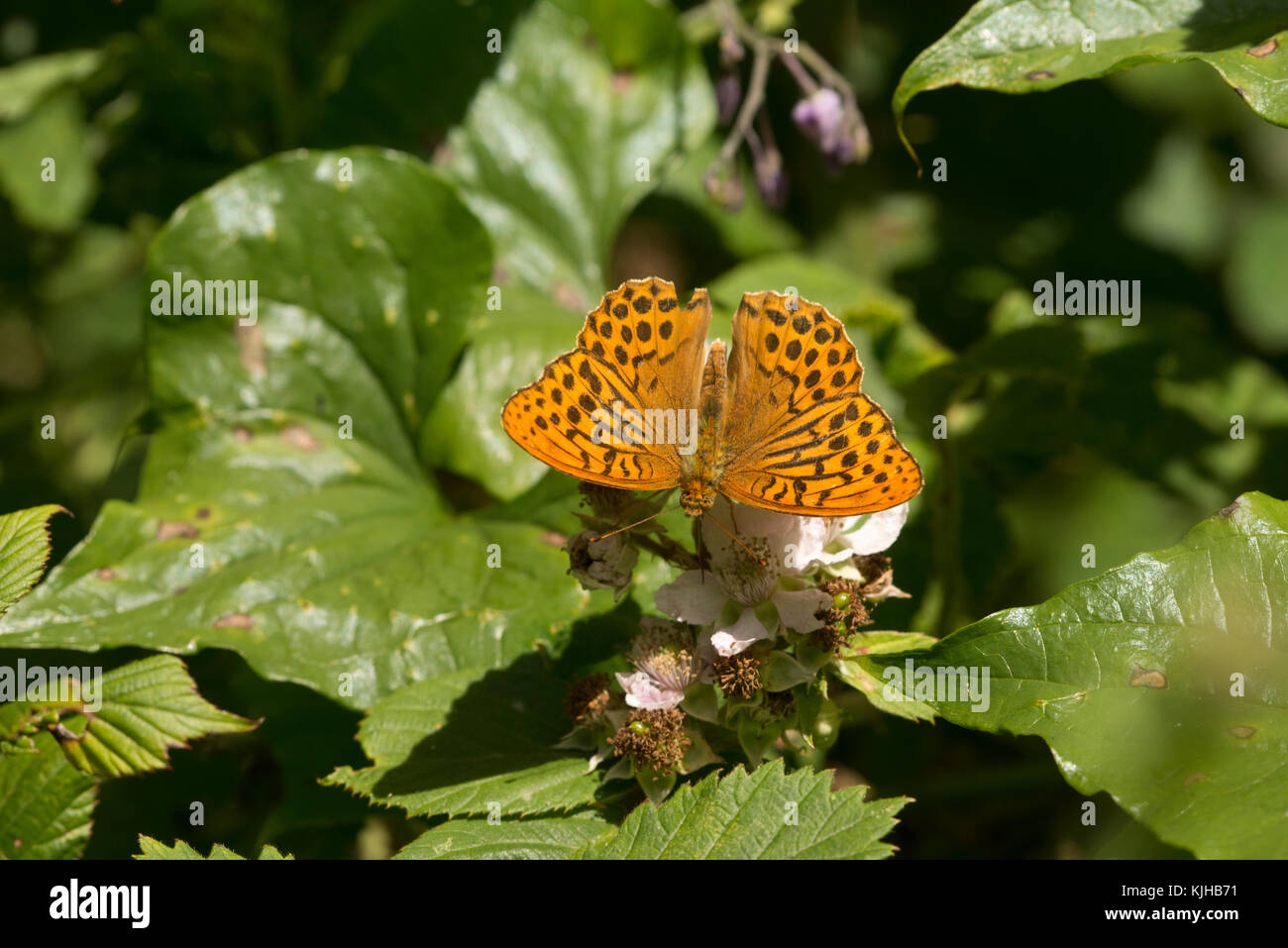 Grand papillon hespérie Ochlodes venata sur feuilles de consoude Banque D'Images