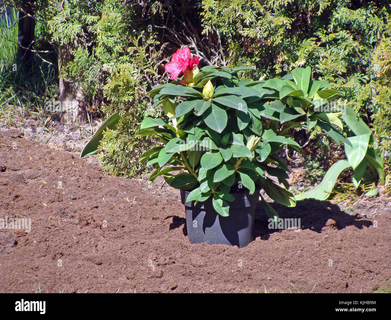 Rhododendron floraison plante avec fleurs rouges en pot outdoor Banque D'Images